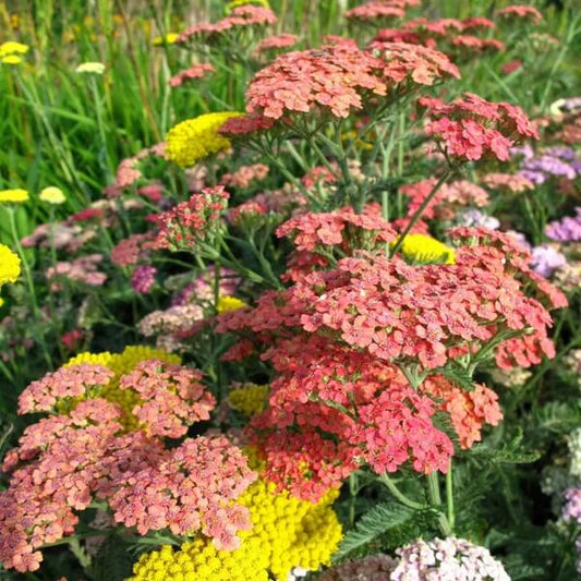 Summer Pastels Mix Achillea Seeds