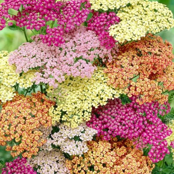 Summer Pastels Mix Achillea Seeds