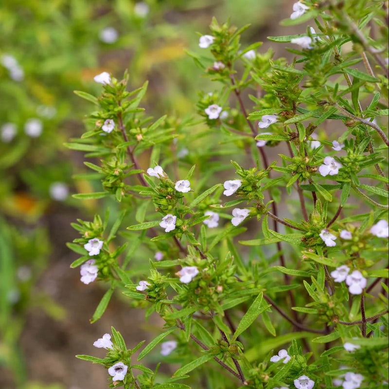 Summer Savory Seeds