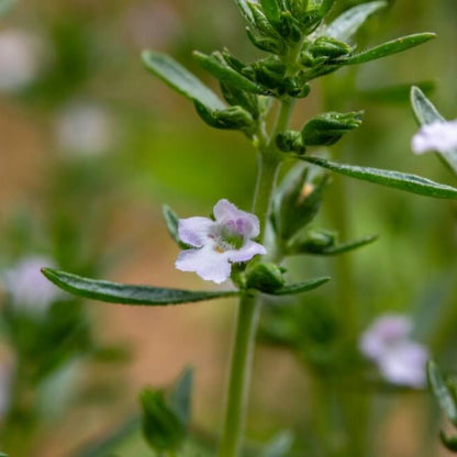 Summer Savory Seeds