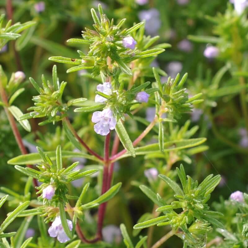 Summer Savory Seeds