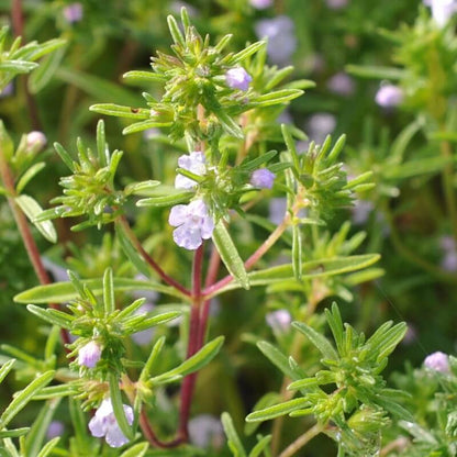 Summer Savory Seeds