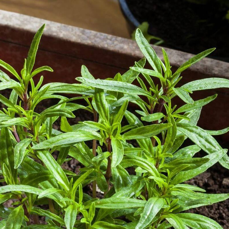 Summer Savory Seeds