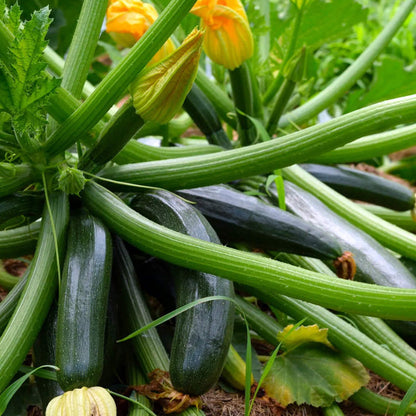 Summer Squash Seeds - Vegetable Plant
