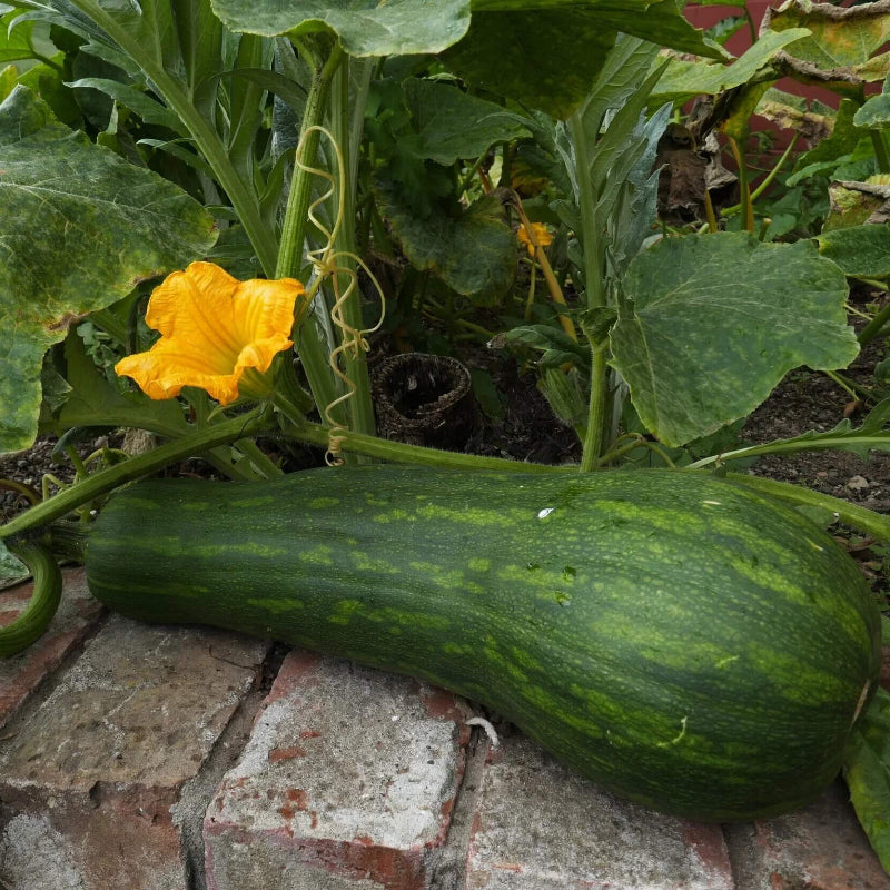 Summer Squash Seeds
