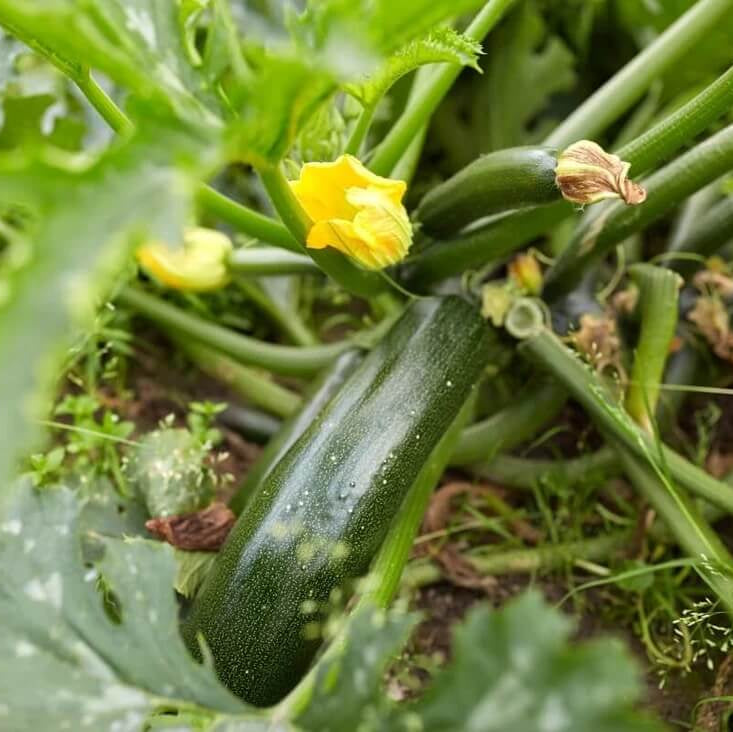 Summer Squash Seeds