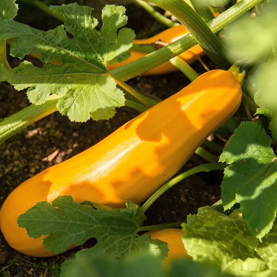 Summer Squash Seeds