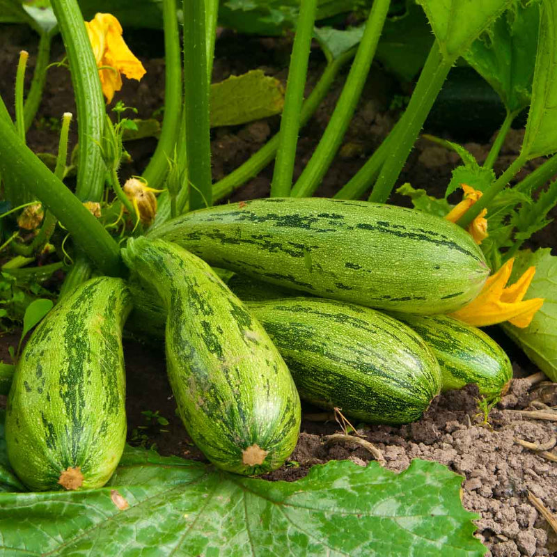 Summer Squash Seeds