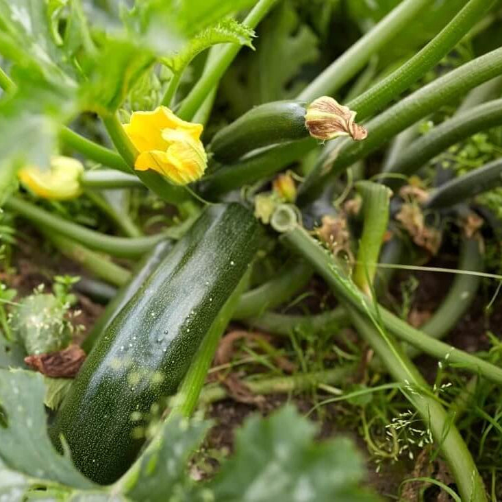 Summer Squash Seeds - Vegetable Plant