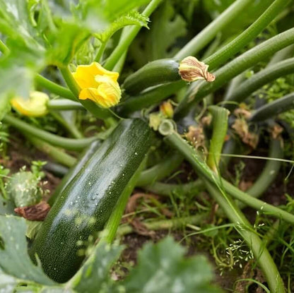 Summer Squash Seeds - Vegetable Plant