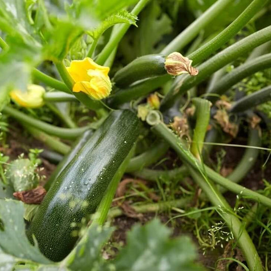 Summer Squash Seeds - Vegetable Plant