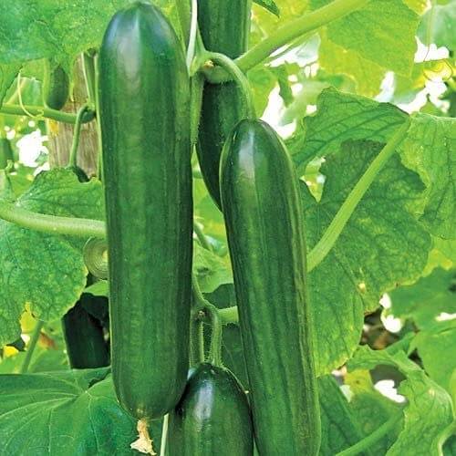 Summer dance cucumber seeds - Vegetable Plant