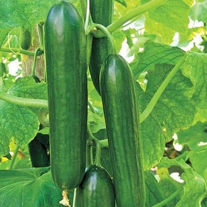 Summer dance cucumber seeds - Vegetable Plant