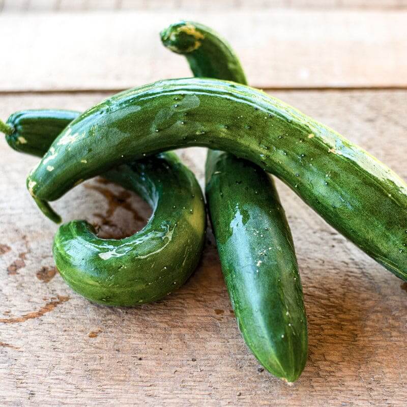 Summer dance cucumber seeds - Vegetable Plant