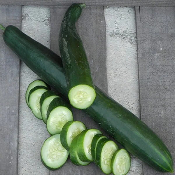Summer dance cucumber seeds - Vegetable Plant