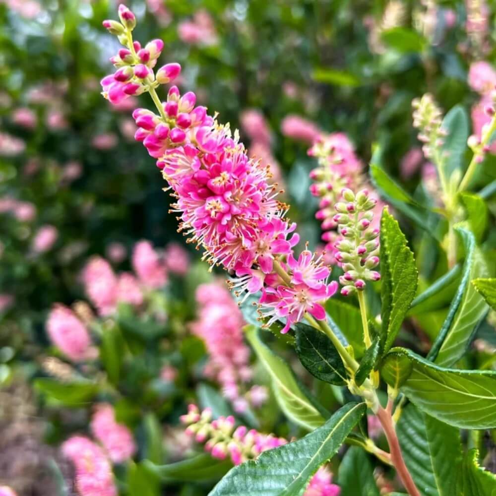Summersweet Seeds