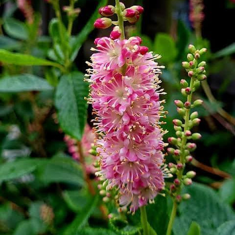 Summersweet Seeds