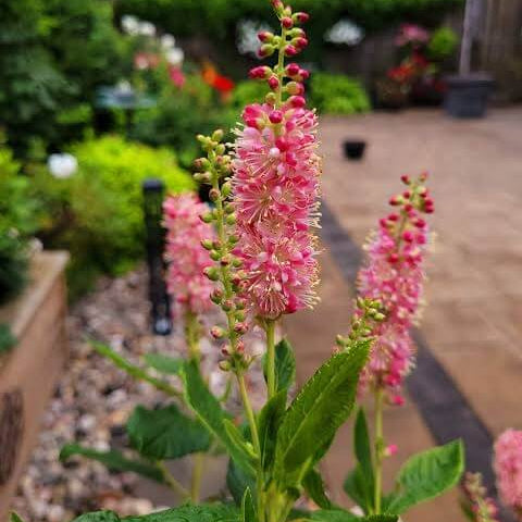 Summersweet Seeds
