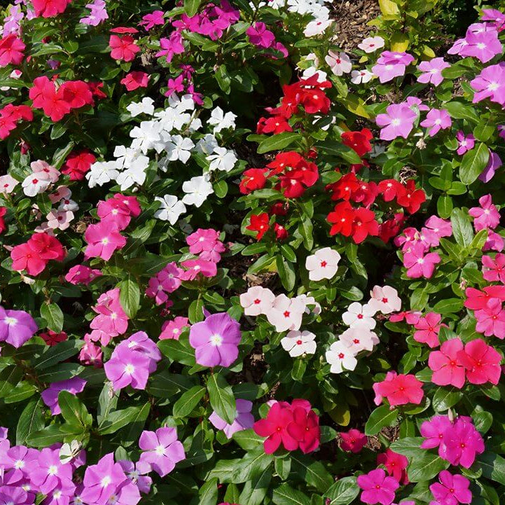 SunPatiens Seeds - Heirloom Flower Plant for Home Gardens