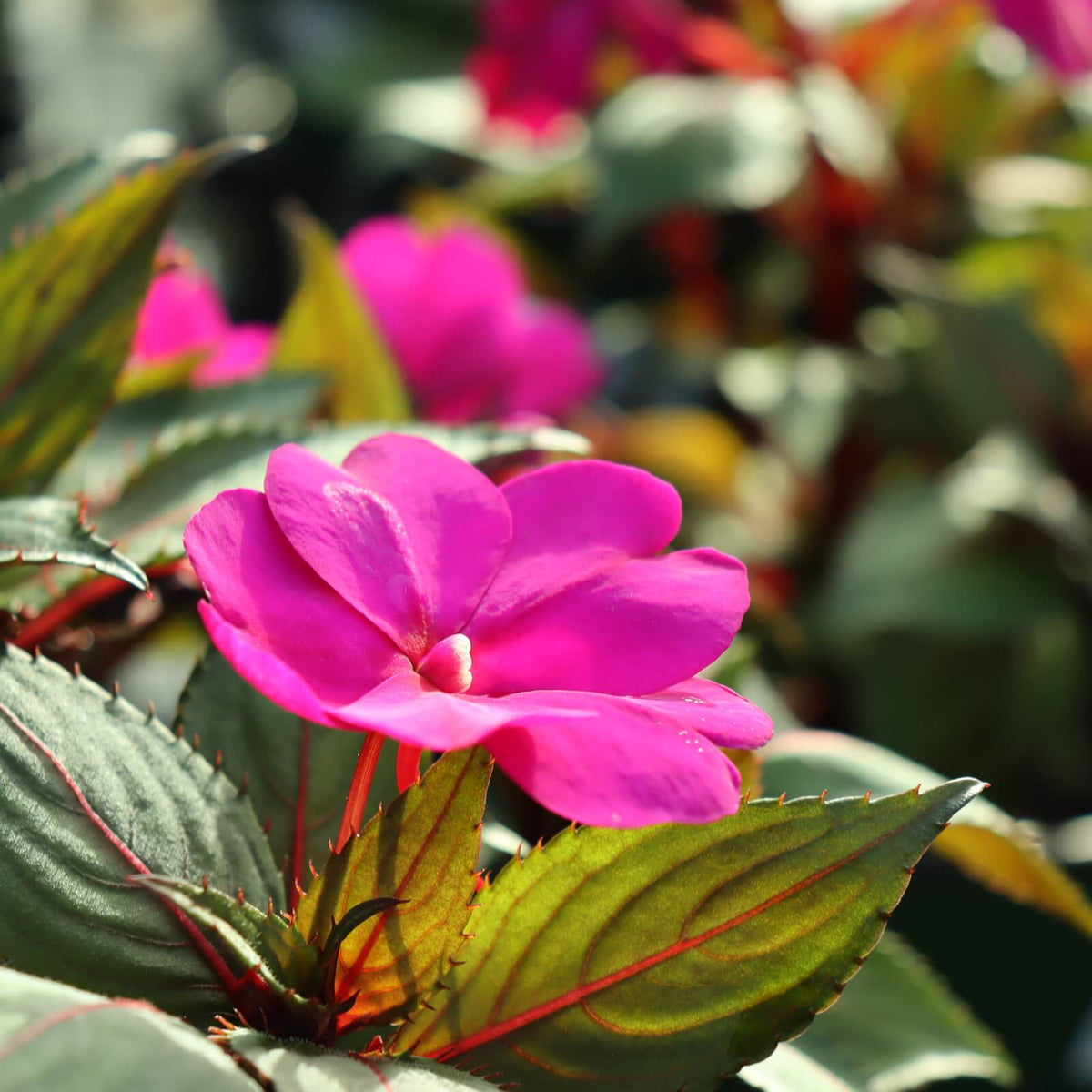 SunPatiens Seeds - Heirloom Flower Plant for Home Gardens
