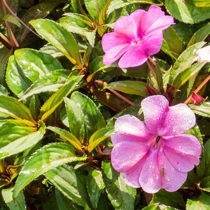 SunPatiens Seeds - Heirloom Flower Plant for Home Gardens
