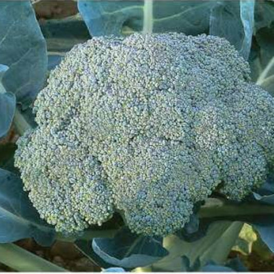 Sun King Broccoli Seeds - Heirloom Vegetable Plant for Home Gardens