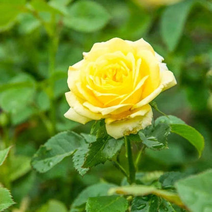 Sun Sprinkles Miniature Rose Seeds - Heirloom Flower Plant for Home Gardens