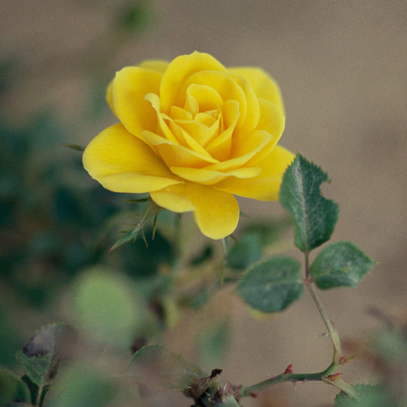 Sun Sprinkles Miniature Rose Seeds - Heirloom Flower Plant for Home Gardens