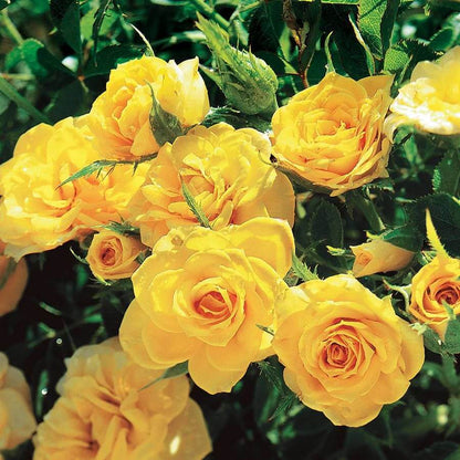 Sun Sprinkles Miniature Rose Seeds - Heirloom Flower Plant for Home Gardens