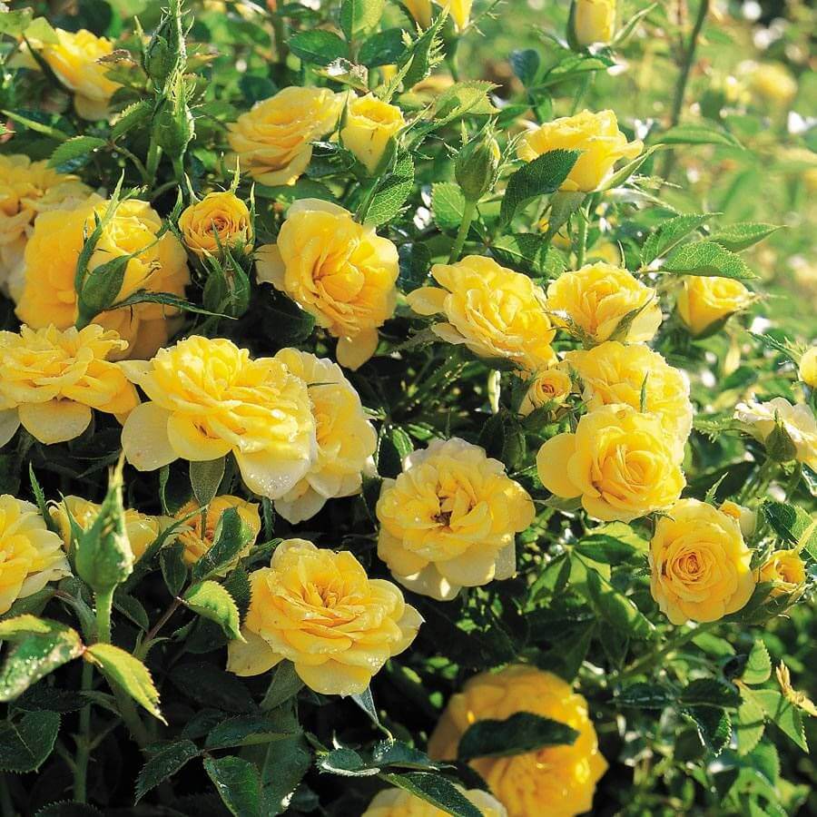 Sun Sprinkles Miniature Rose Seeds - Heirloom Flower Plant for Home Gardens