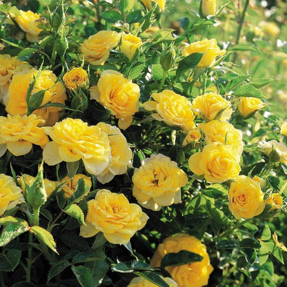Sun Sprinkles Miniature Rose Seeds - Heirloom Flower Plant for Home Gardens