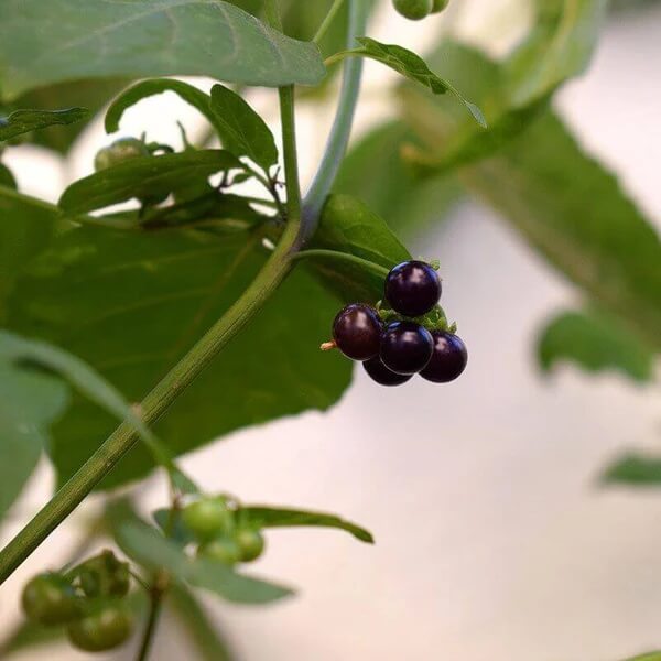Sunberry Seeds 