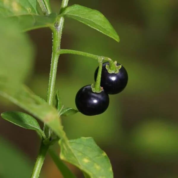 Sunberry Seeds 