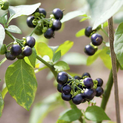 Sunberry Seeds 