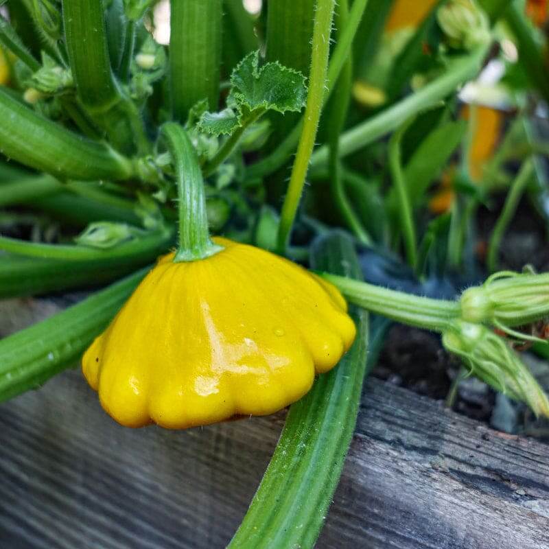 Sunburst squash seeds - Vegetable Plant