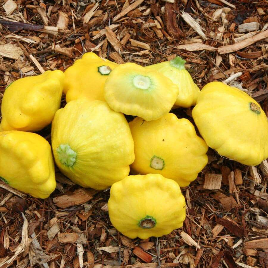Sunburst squash seeds - Vegetable Plant