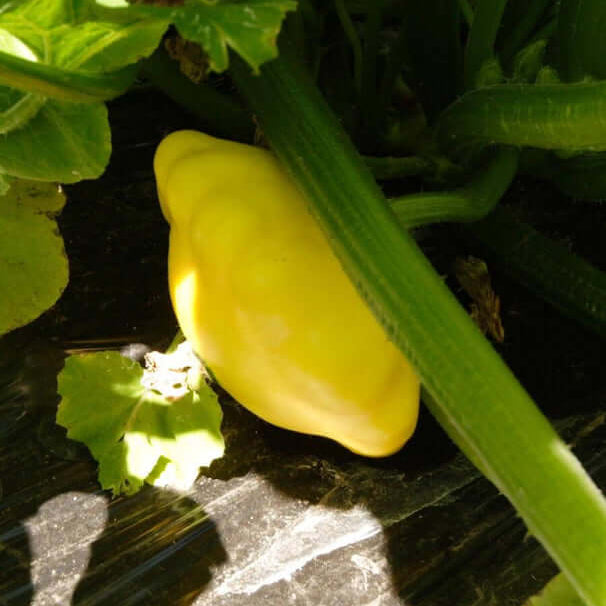 Sunburst squash seeds - Vegetable Plant