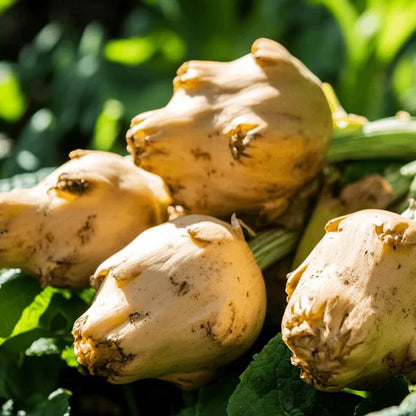 Sunchoke Seeds