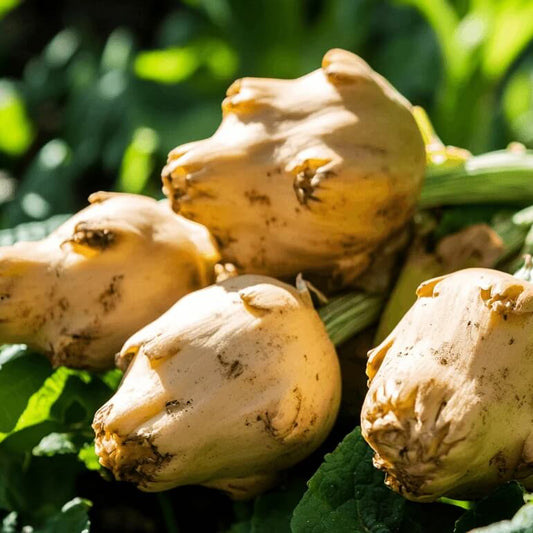 Sunchoke Seeds