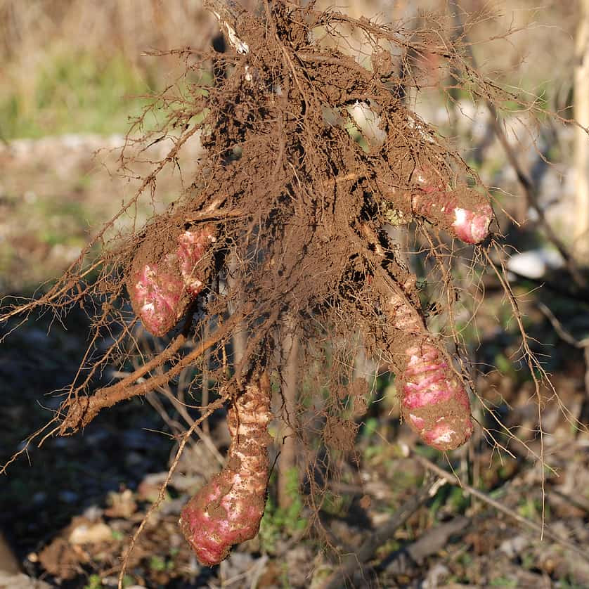 Sunchoke Seeds