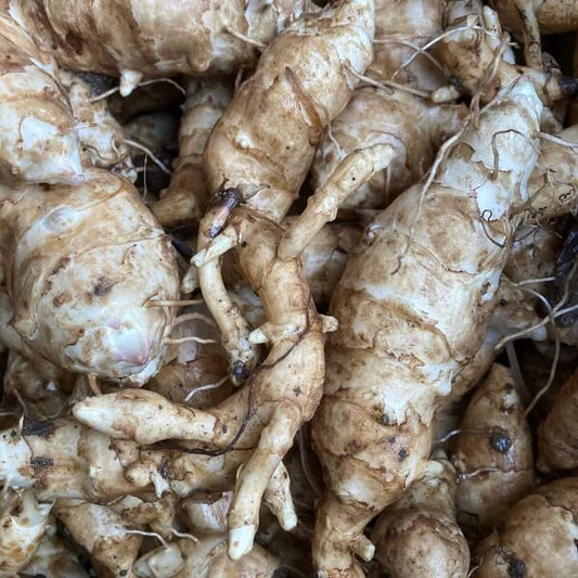 Sunchoke Seeds