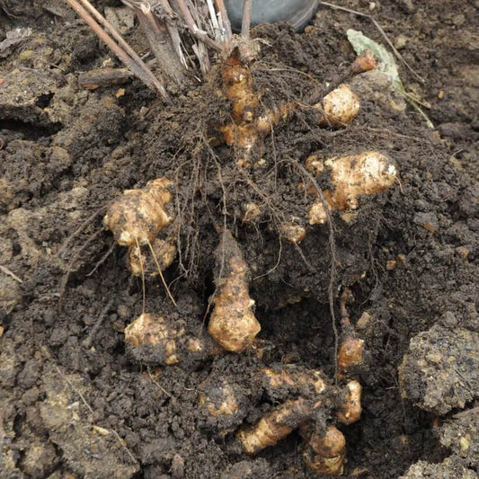 Sunchoke Seeds for Planting