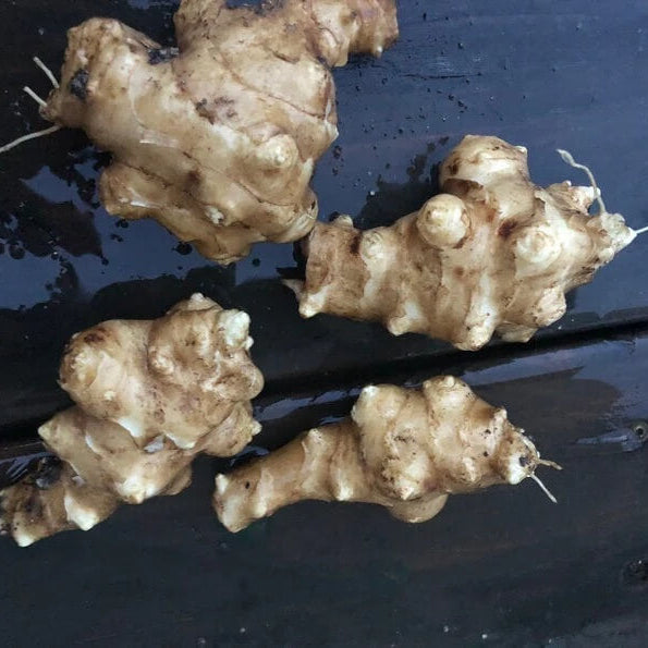 Sunchoke Tuber Seeds