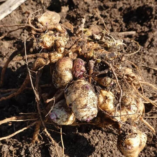 Sunchokes seeds