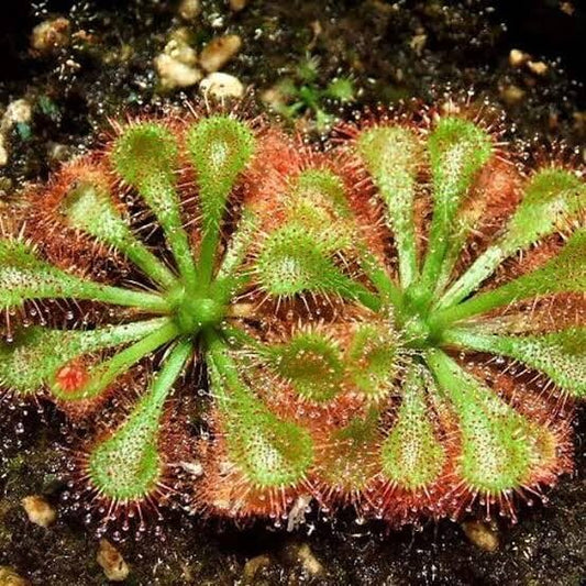 Sundew Lantau Island Seeds 