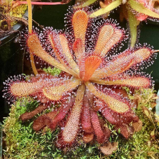 Sundew Mix Seeds