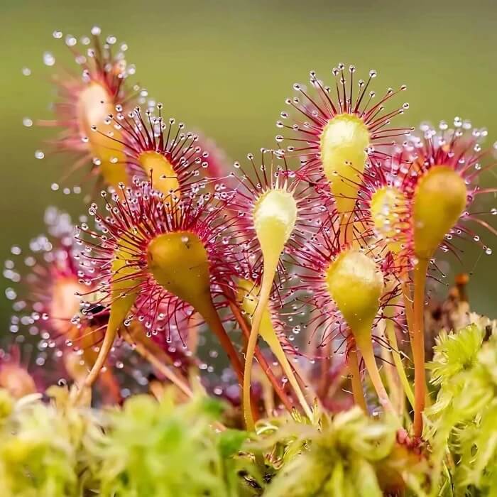 Sundew Seeds for Planting – Carnivorous Plant Seeds for Home Gardens