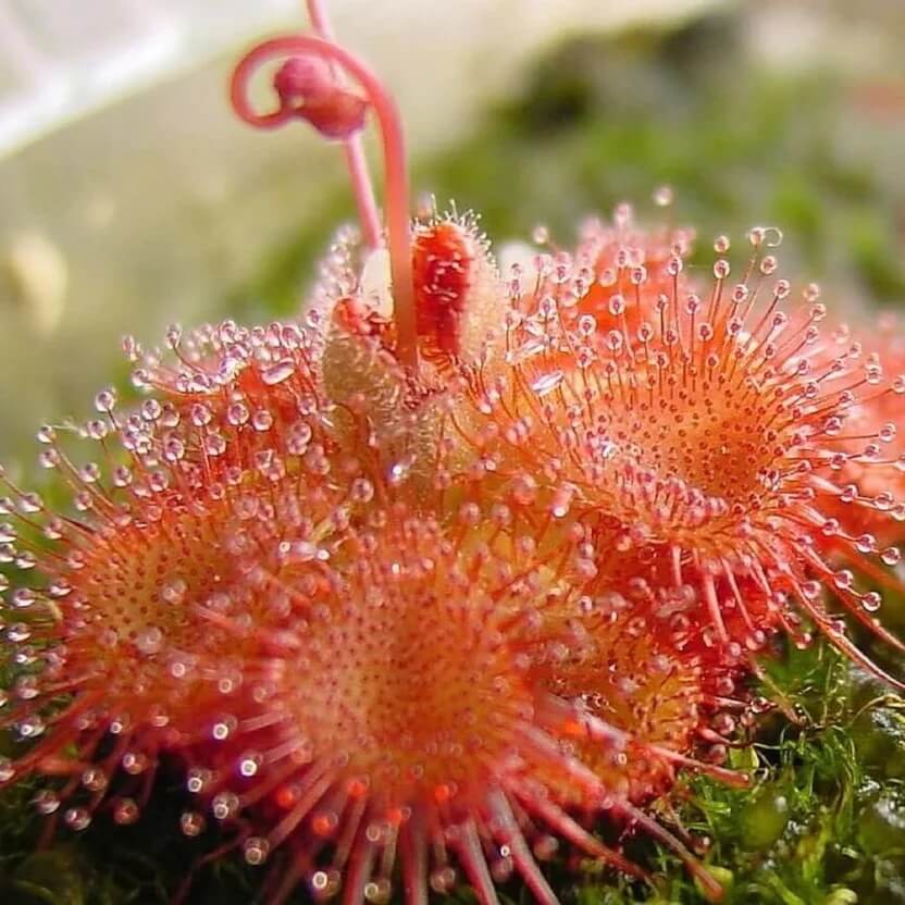 Sundew Seeds for Planting – Carnivorous Plant Seeds for Home Gardens