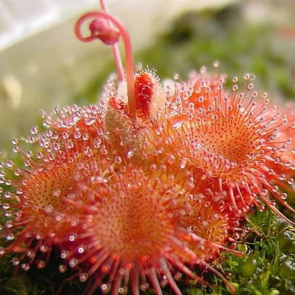 Sundew Seeds for Planting – Carnivorous Plant Seeds for Home Gardens
