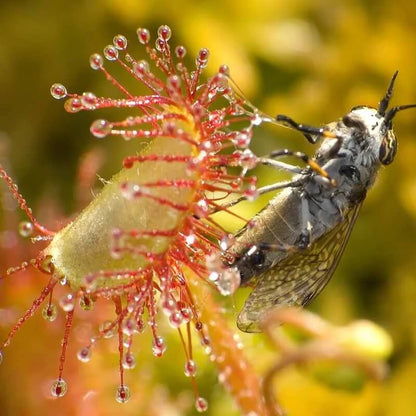 Sundew Seeds for Planting – Carnivorous Plant Seeds for Home Gardens
